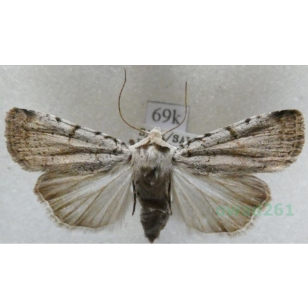 Chersotis margaritacea (de Villers, 1789) Austria69k